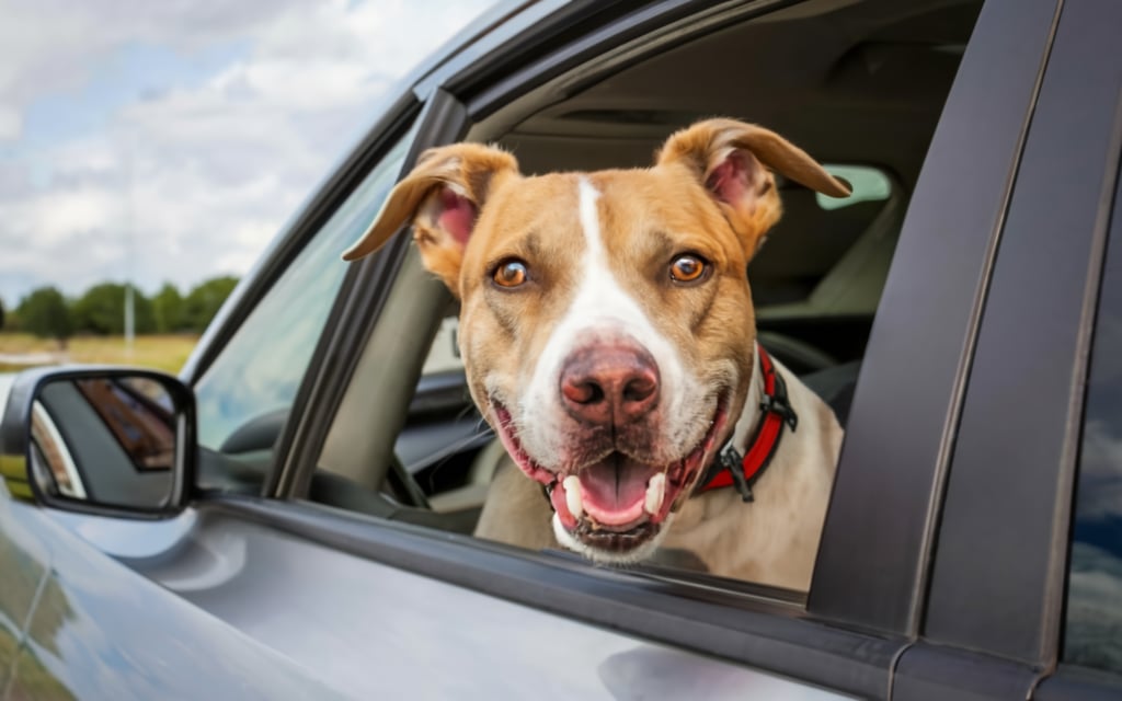 Cliente satisfecho Luna - testimonio Taxi Pet Lima