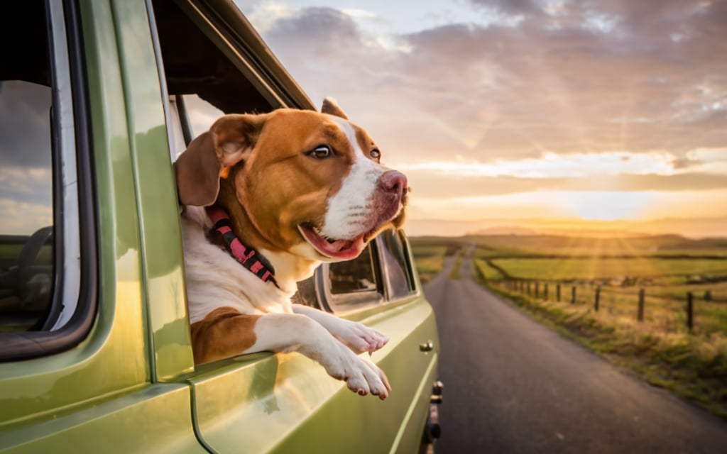 Cliente satisfecho Michi - testimonio Taxi Pet Lima
