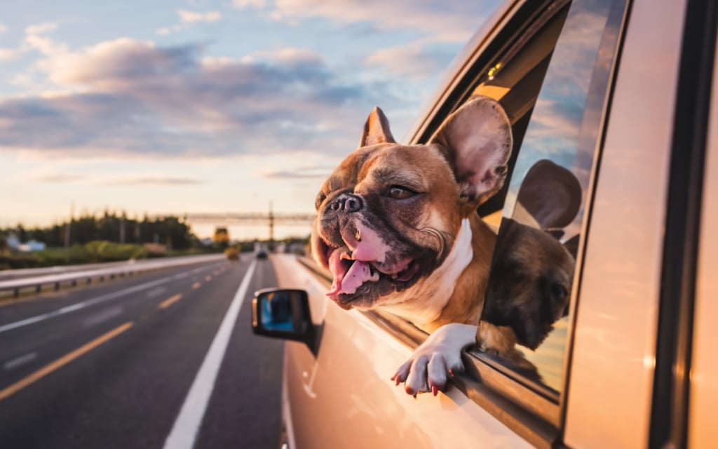 Transporte profesional de mascotas en Lima - Taxi Pet